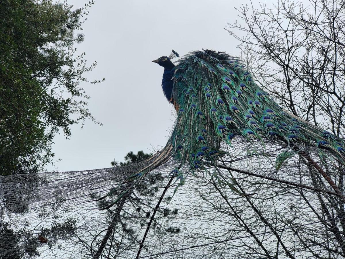 فندق Il Giardino Dei Pavoni Soviore المظهر الخارجي الصورة
