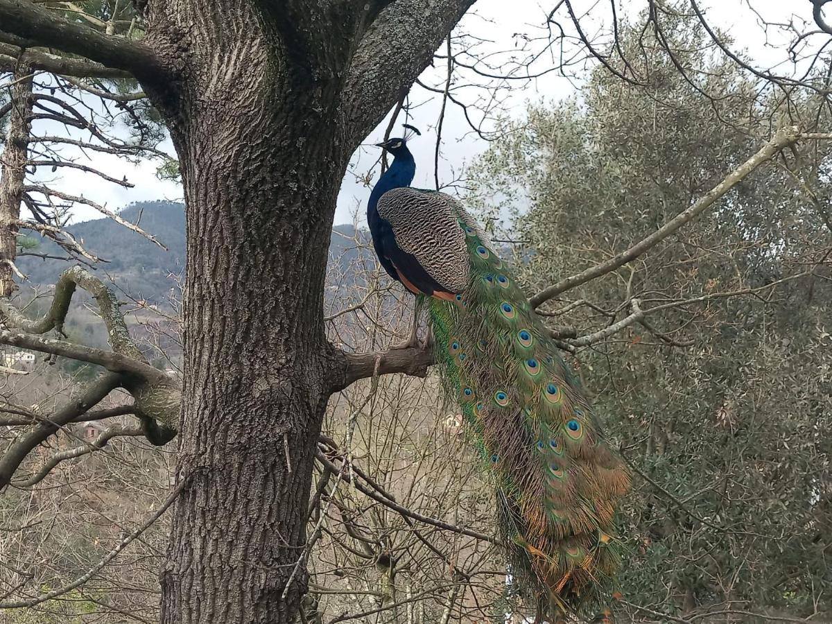 فندق Il Giardino Dei Pavoni Soviore المظهر الخارجي الصورة