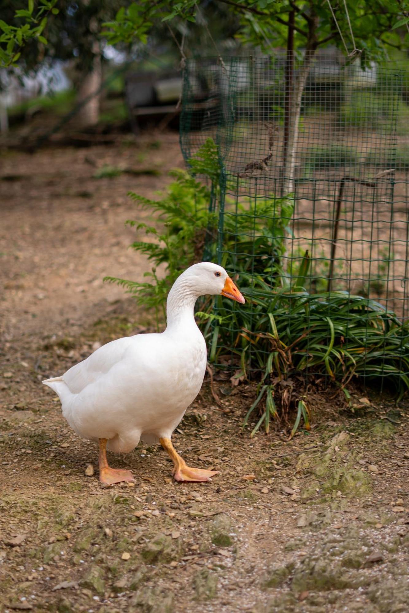 فندق Il Giardino Dei Pavoni Soviore المظهر الخارجي الصورة